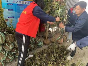 拥抱春天，播种绿色丨中原奥起党支部开展植树节活动